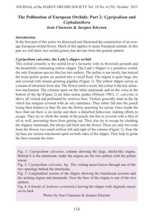 The Pollination of European Orchids: Part 2: Cypripedium and Cephalanthera Jean Claessens & Jacques Kleynen