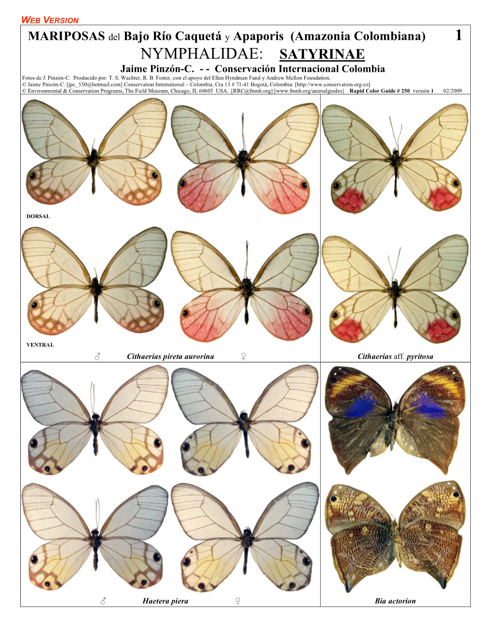 NYMPHALIDAE: SATYRINAE Jaime Pinzón-C