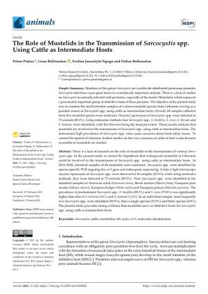 The Role of Mustelids in the Transmission of Sarcocystis Spp. Using Cattle As Intermediate Hosts