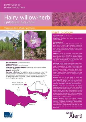 Hairy Willow-Herb Epilobium Hirsutum