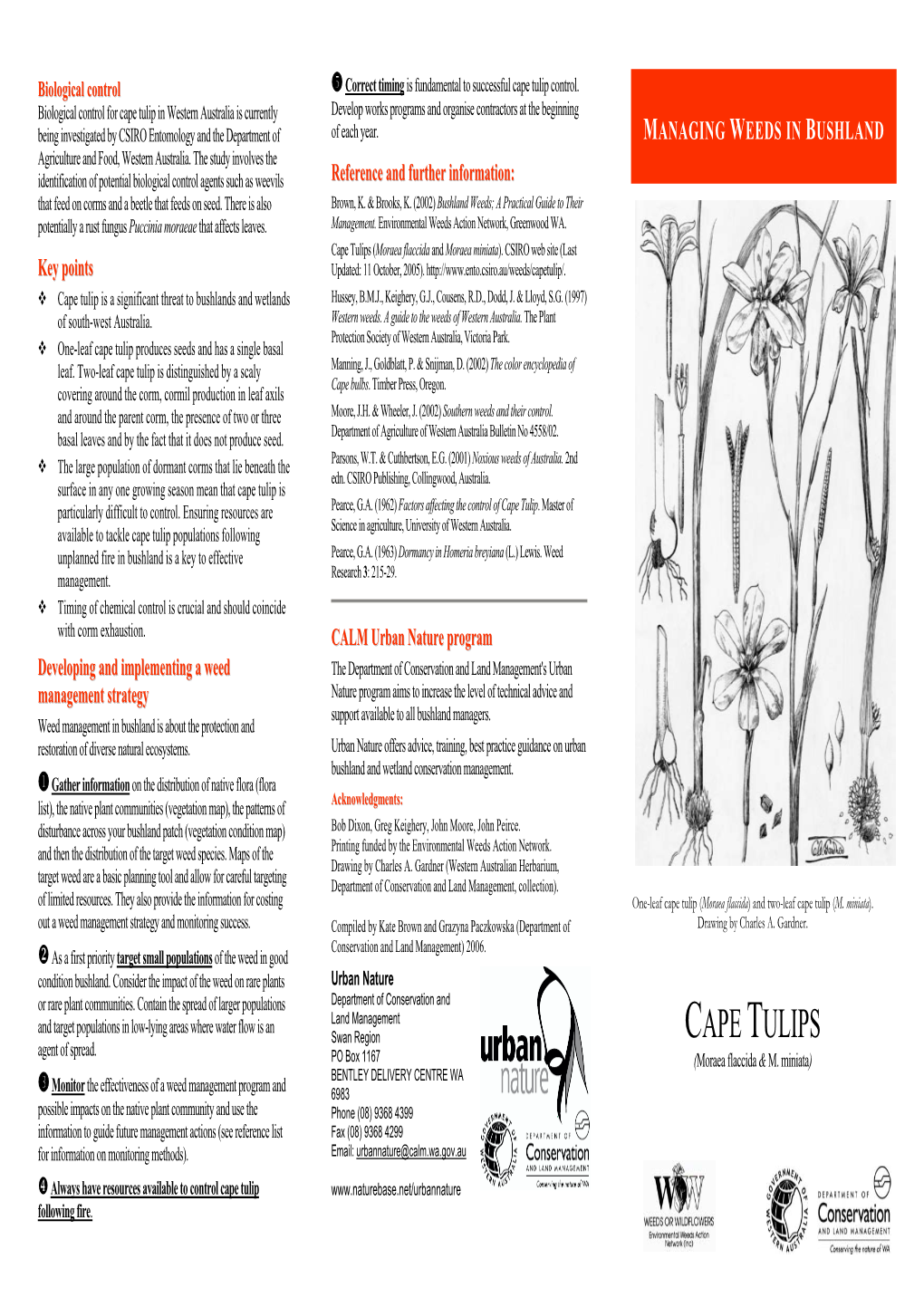 Cape Tulips (Moraea Flaccida & M. Miniata), Managing Weeds In