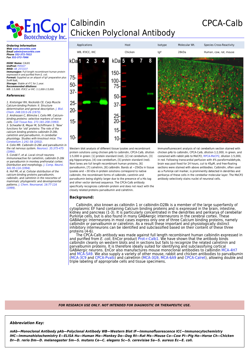 CPCA-Calb Chicken Polyclonal Antibody