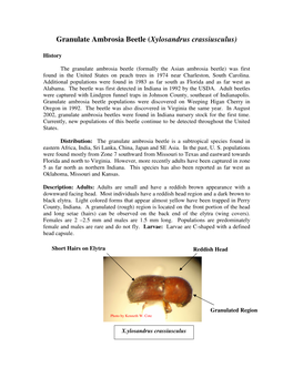 Granulate Ambrosia Beetle (Xylosandrus Crassiusculus)