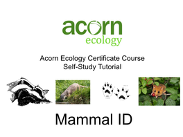 Mammal ID Tutorial Summary