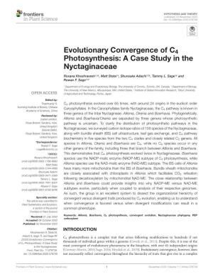 Evolutionary Convergence of C4 Photosynthesis: a Case Study in the Nyctaginaceae