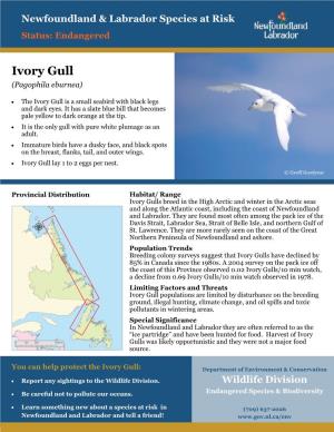 Ivory Gull (Pagophila Eburnea)