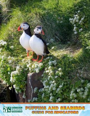 Puffins and Seabirds