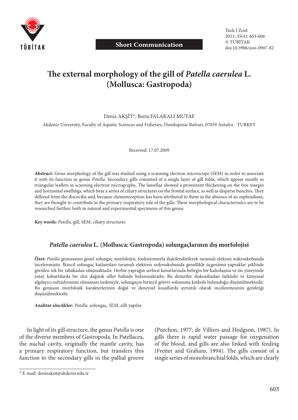 The External Morphology of the Gill of Patella Caerulea L