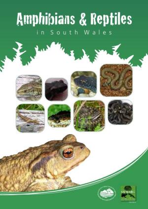Amphibians and Reptiles in South Wales the Difference Between Amphibians and Reptiles