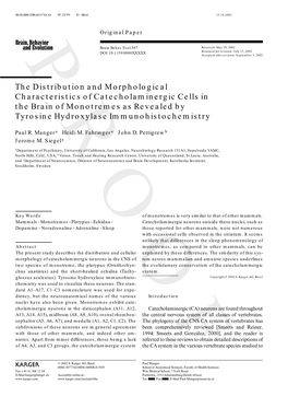 The Distribution and Morphological Characteristics of Catecholaminergic Cells in the Brain of Monotremes As Revealed by Tyrosine Hydroxylase Immunohistochemistry