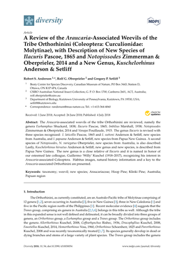 A Review of the Araucaria-Associated Weevils of the Tribe Orthorhinini