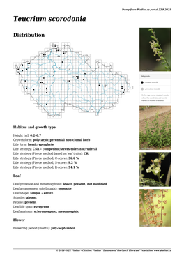 Detail Teucrium Scorodonia 20. 7. 2021