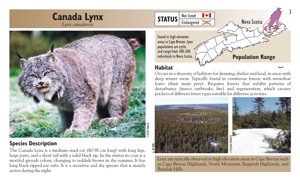 Canada Lynx Not Listed STATUS Endangered Nova Scotia Lynx Canadensis