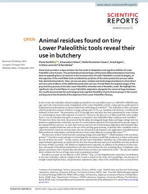 Animal Residues Found on Tiny Lower Paleolithic Tools Reveal Their Use In
