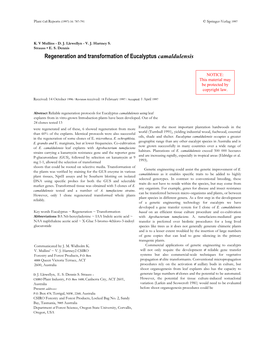 Regeneration and Transformation of Eucalyptus Camaldulensis