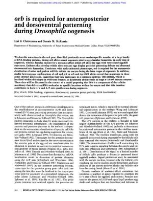 Orb Is Required for Anteroposterior and Dorsoventral Patterning During Drosophita Oogenesis