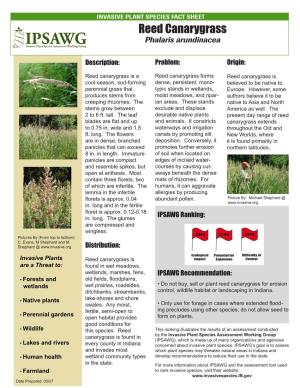 Reed Canarygrass Phalaris Arundinacea