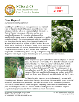 Pest Alert: Giant Hogweed