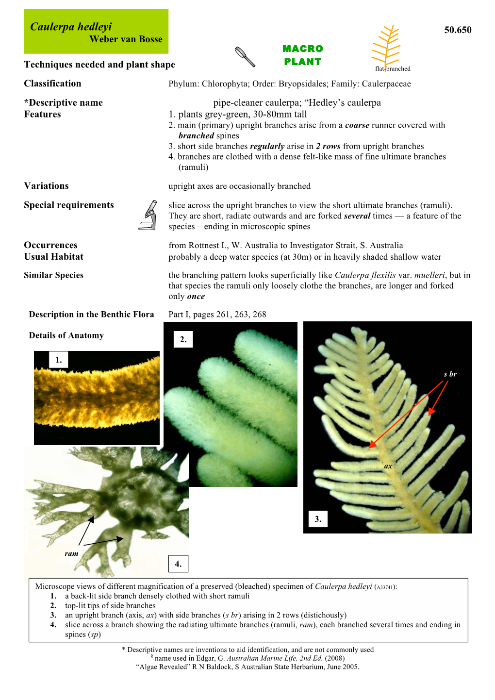 Caulerpa Hedleyi 50.650 Weber Van Bosse MACRO PLANT Techniques Needed and Plant Shape Flat-Branched