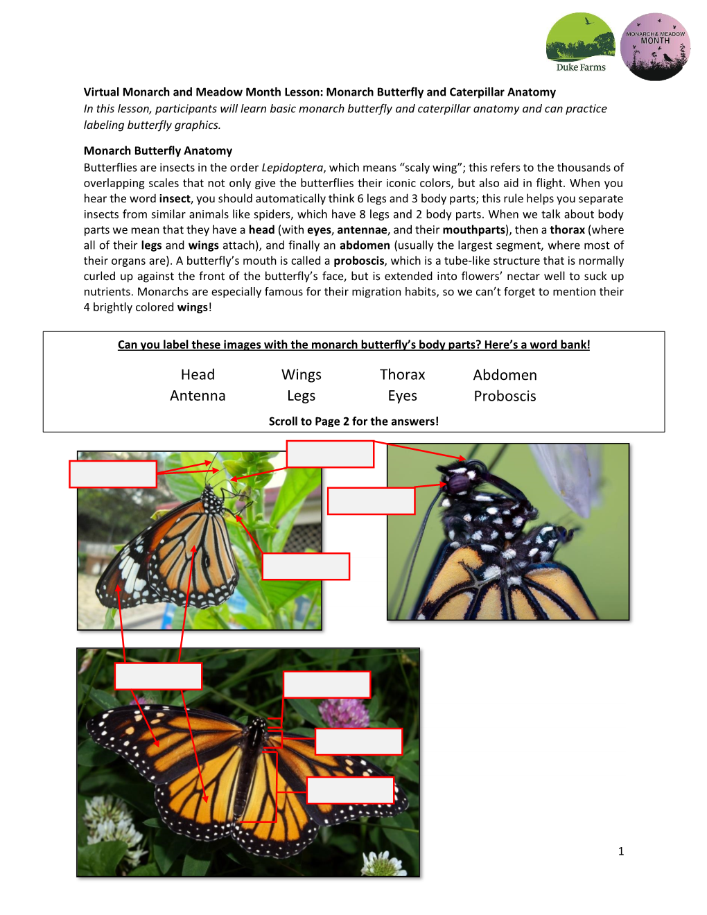 Head Antenna E Wings Legs Thorax Eyes Abdomen Proboscis