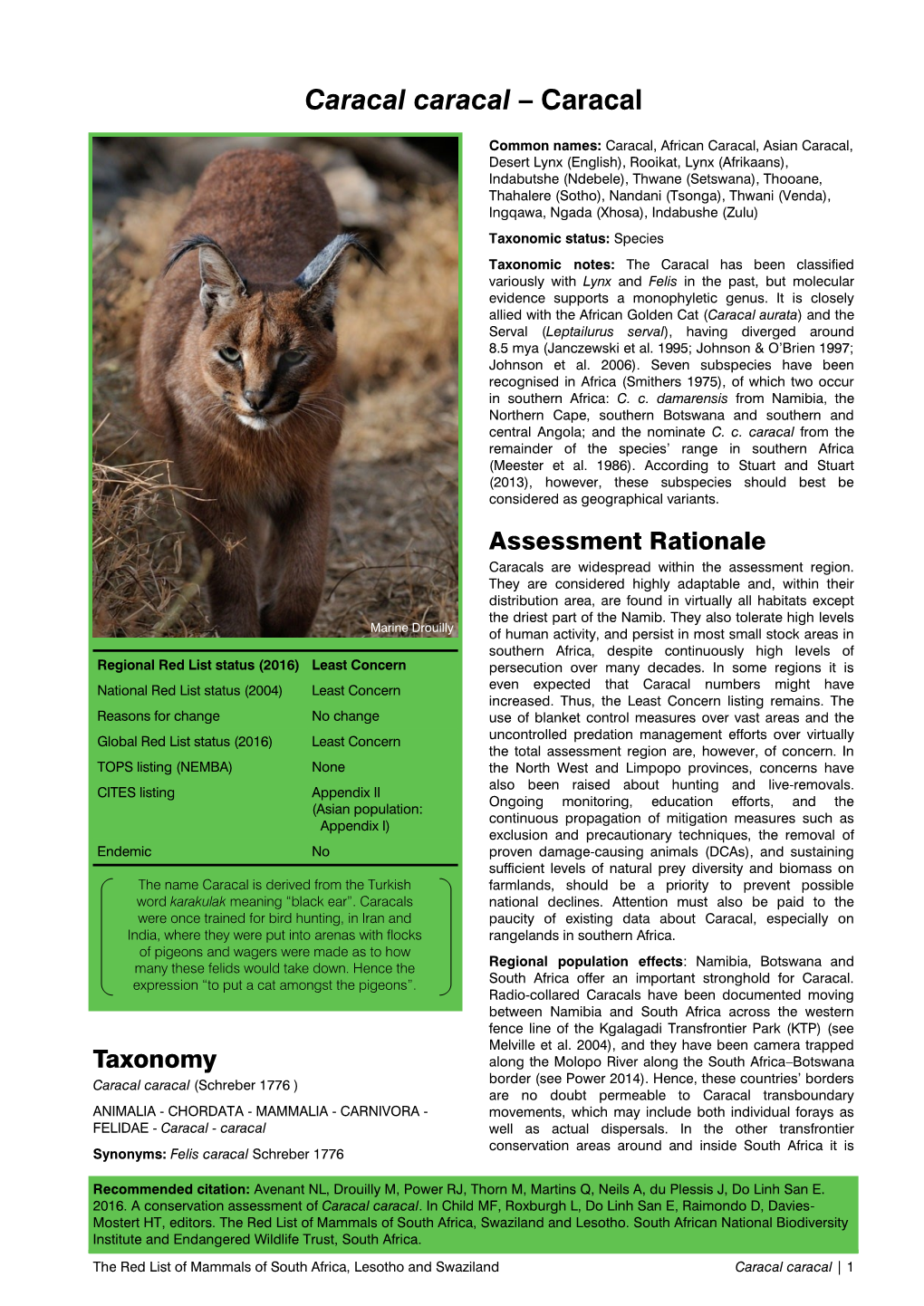 Caracal Caracal – Caracal