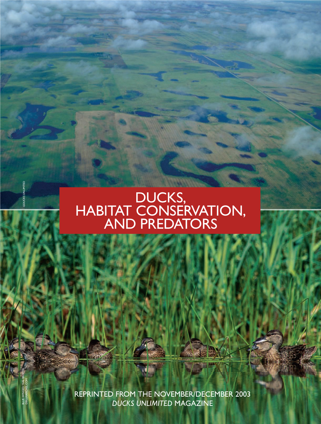 Ducks, Habitat Conservation, and Predators