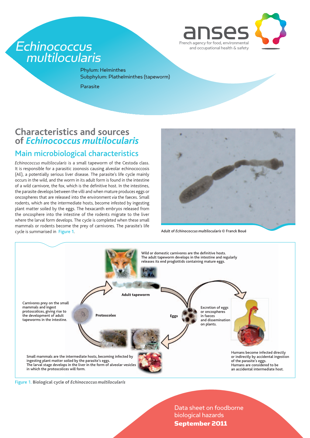 Echinococcus Multilocularis Phylum: Helminthes Subphylum: Plathelminthes (Tapeworm) Parasite