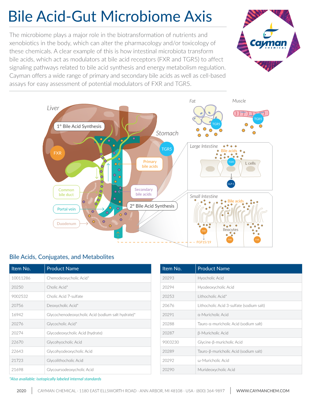 Bile Acid-Gut Microbiome Axis