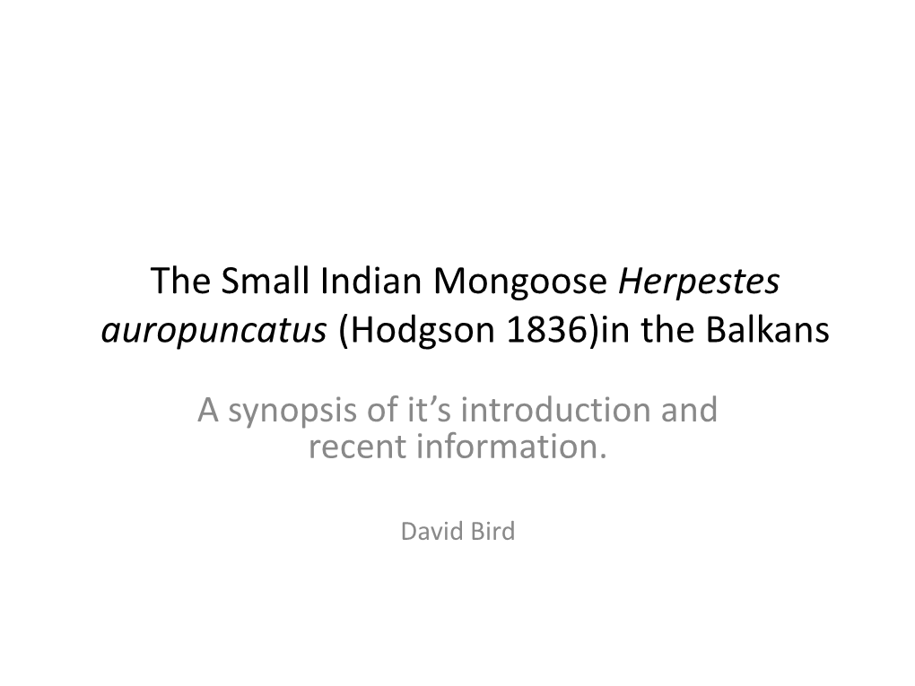 The Small Indian Mongoose Herpestes Auropuncatus in The