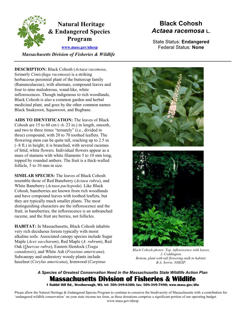 Black Cohosh & Endangered Species Actaea Racemosa L