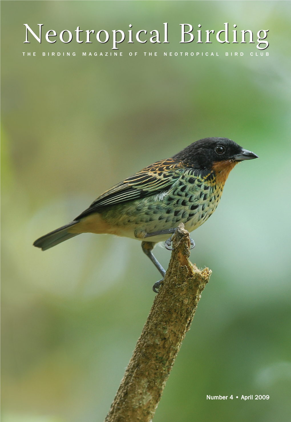 QUITO Capital Birding: Quito Diego F