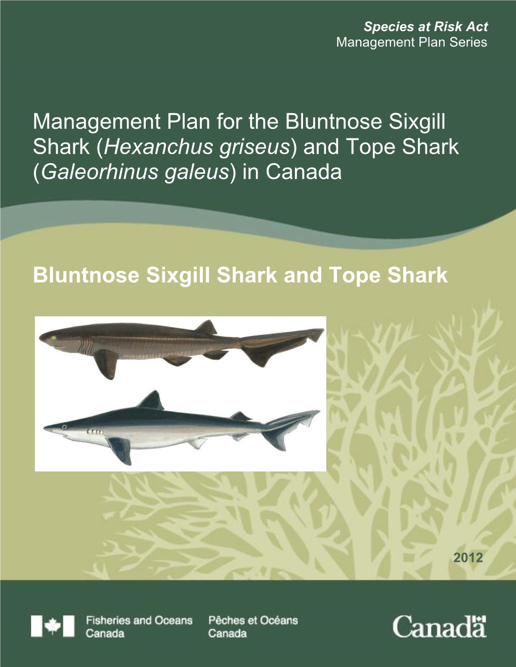 Management Plan for the Bluntnose Sixgill Shark (Hexanchus Griseus) and Tope Shark (Galeorhinus Galeus) in Canada