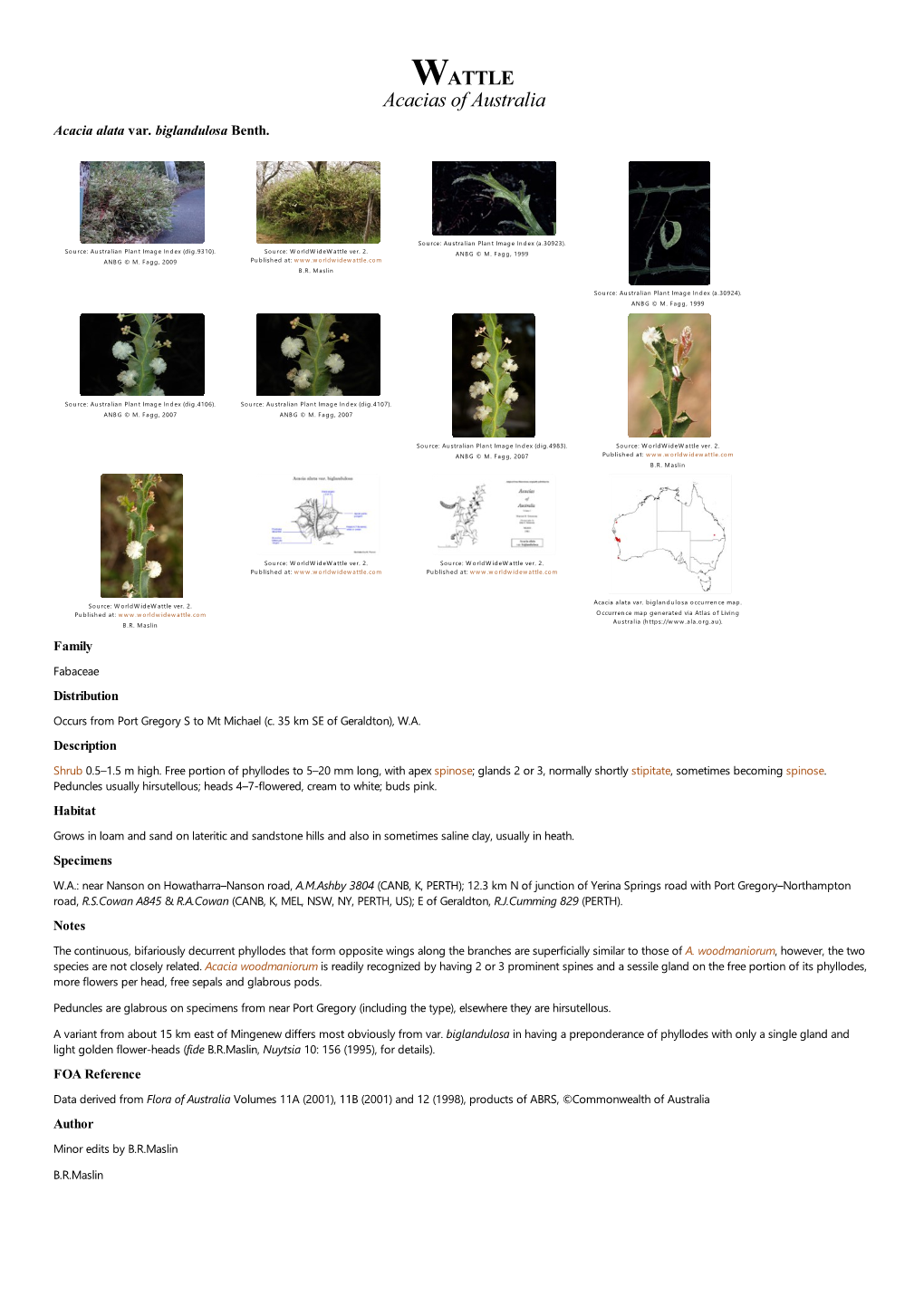 Acacia Alata Var. Biglandulosa Benth