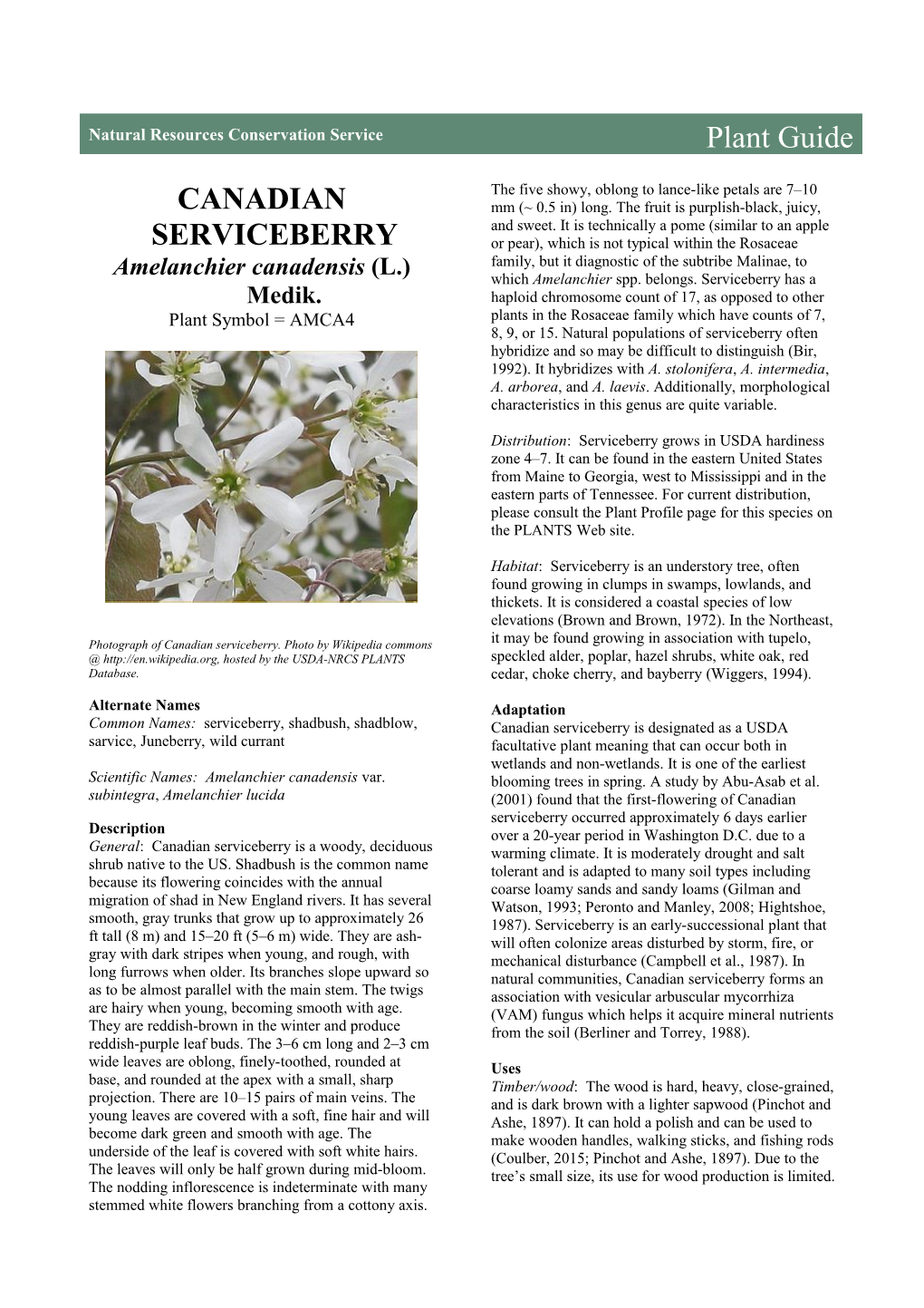 Canadian Serviceberry (Amelanchier Canadensis) Plant Guide