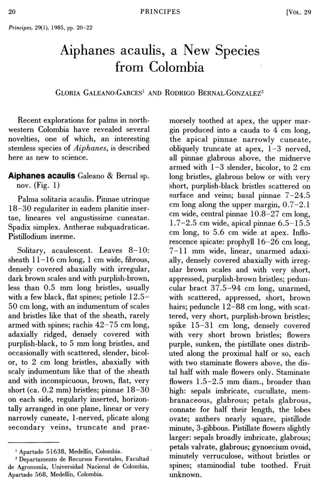 Aiphanes Acaulis, a New Species from Colombia