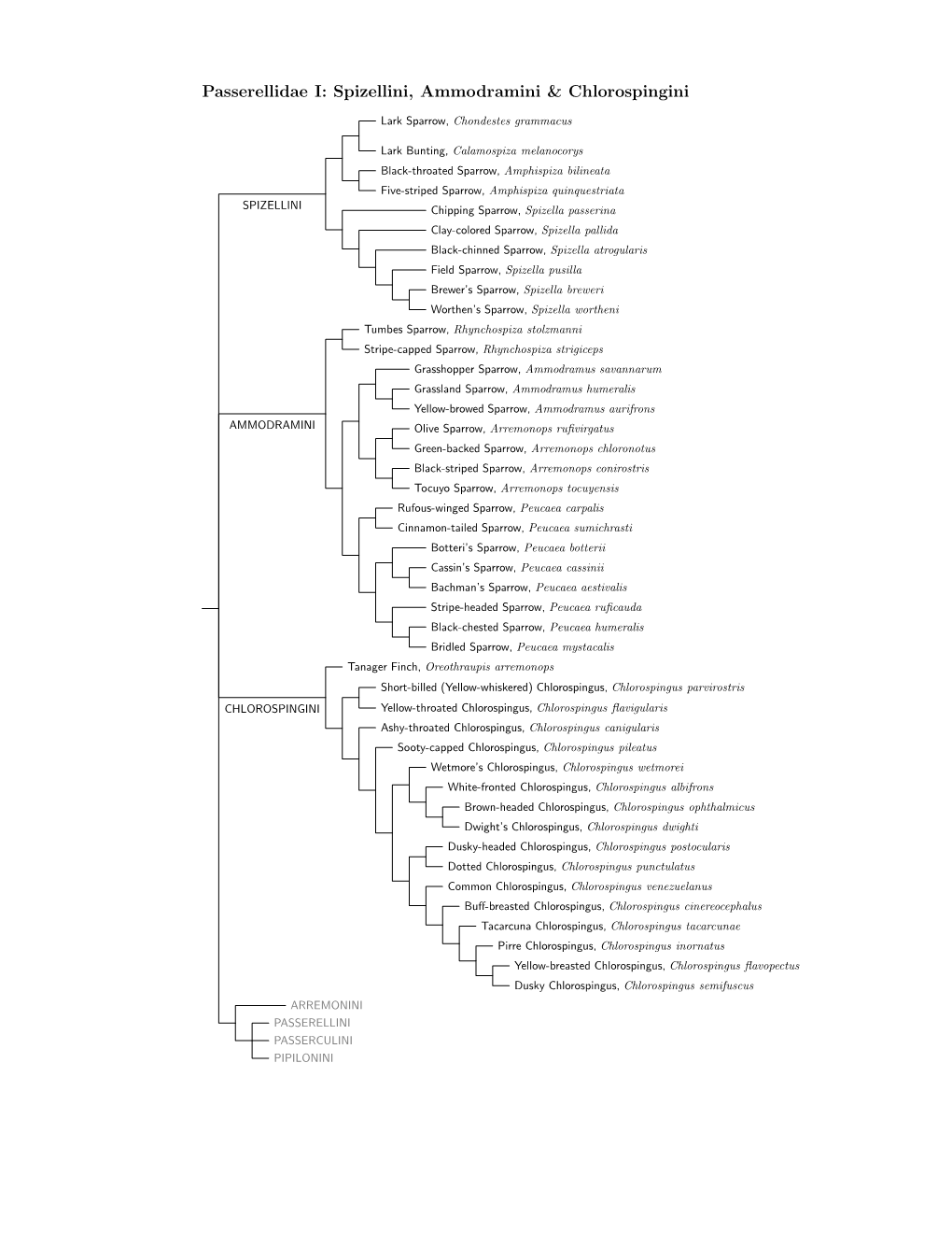 Passerellidae Species Tree