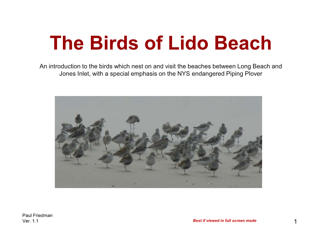 The Birds of Lido Beach