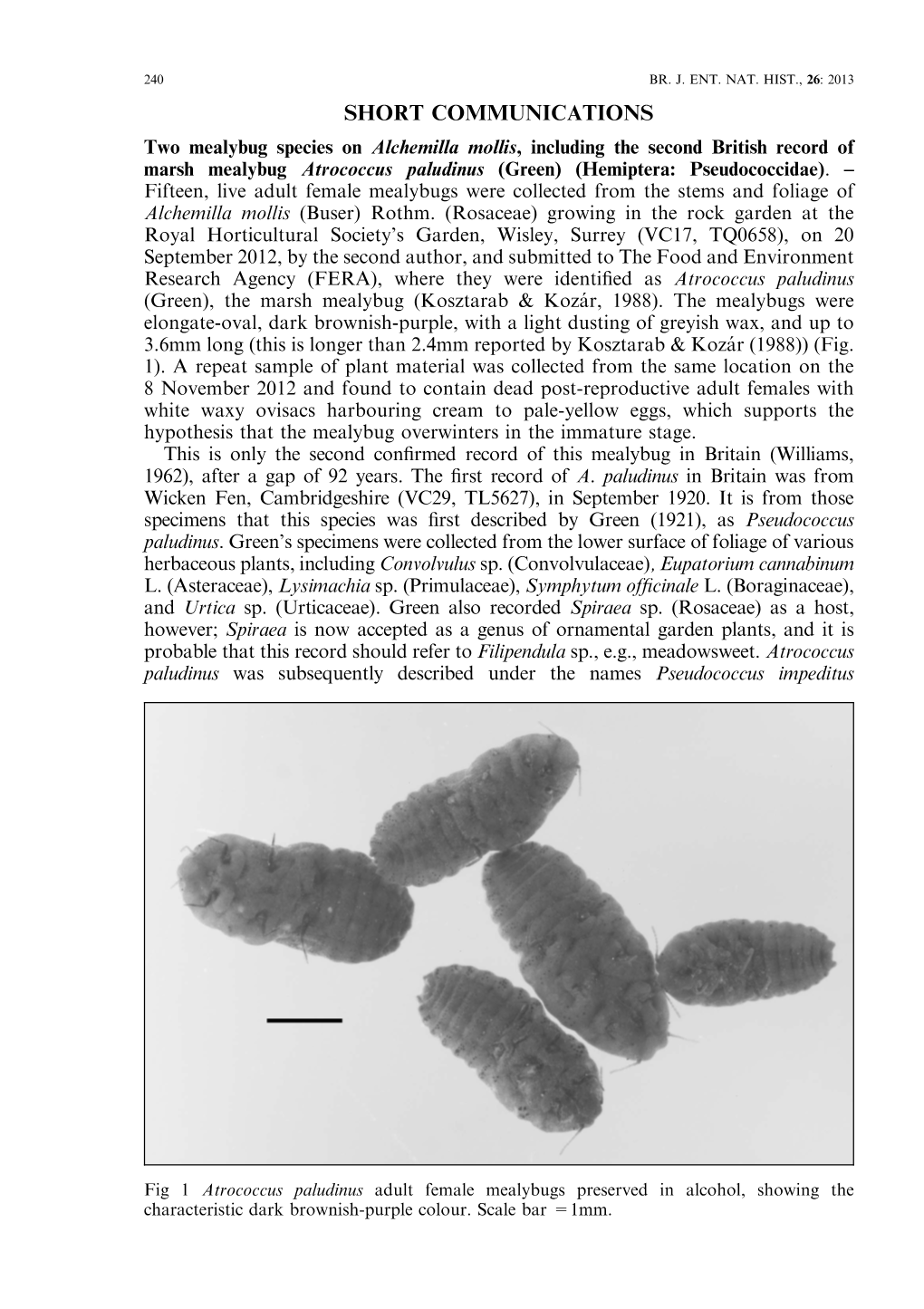 Read About Two Mealybug Species, 2013