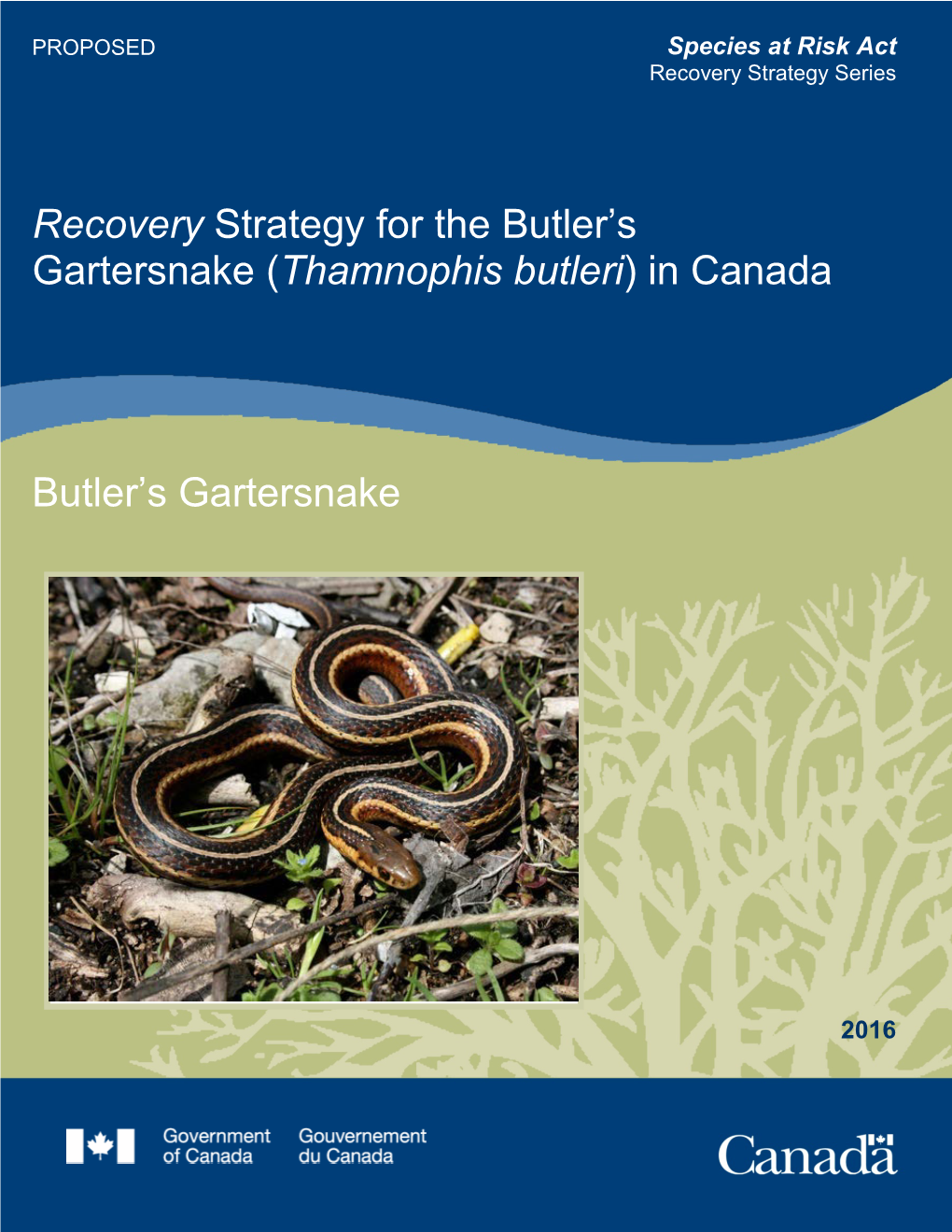 Butler's Gartersnake (Thamnophis Butleri)