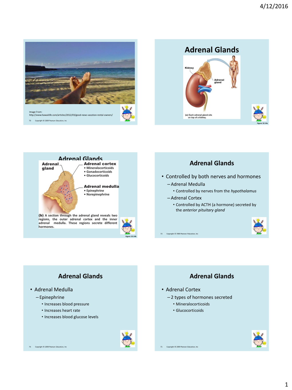 The Endocrine System