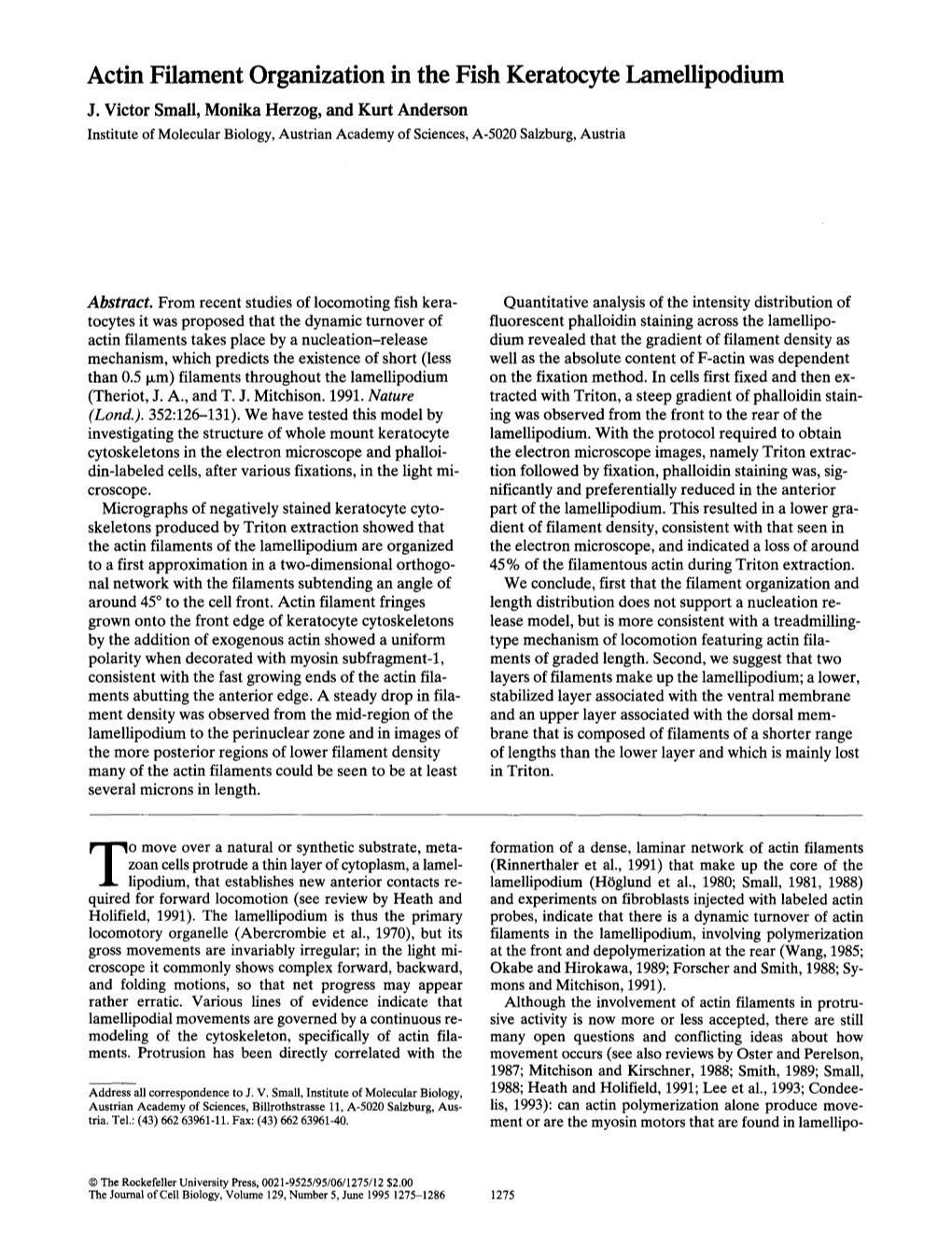 Actin Filament Organization in the Fish Keratocyte Lamellipodium J