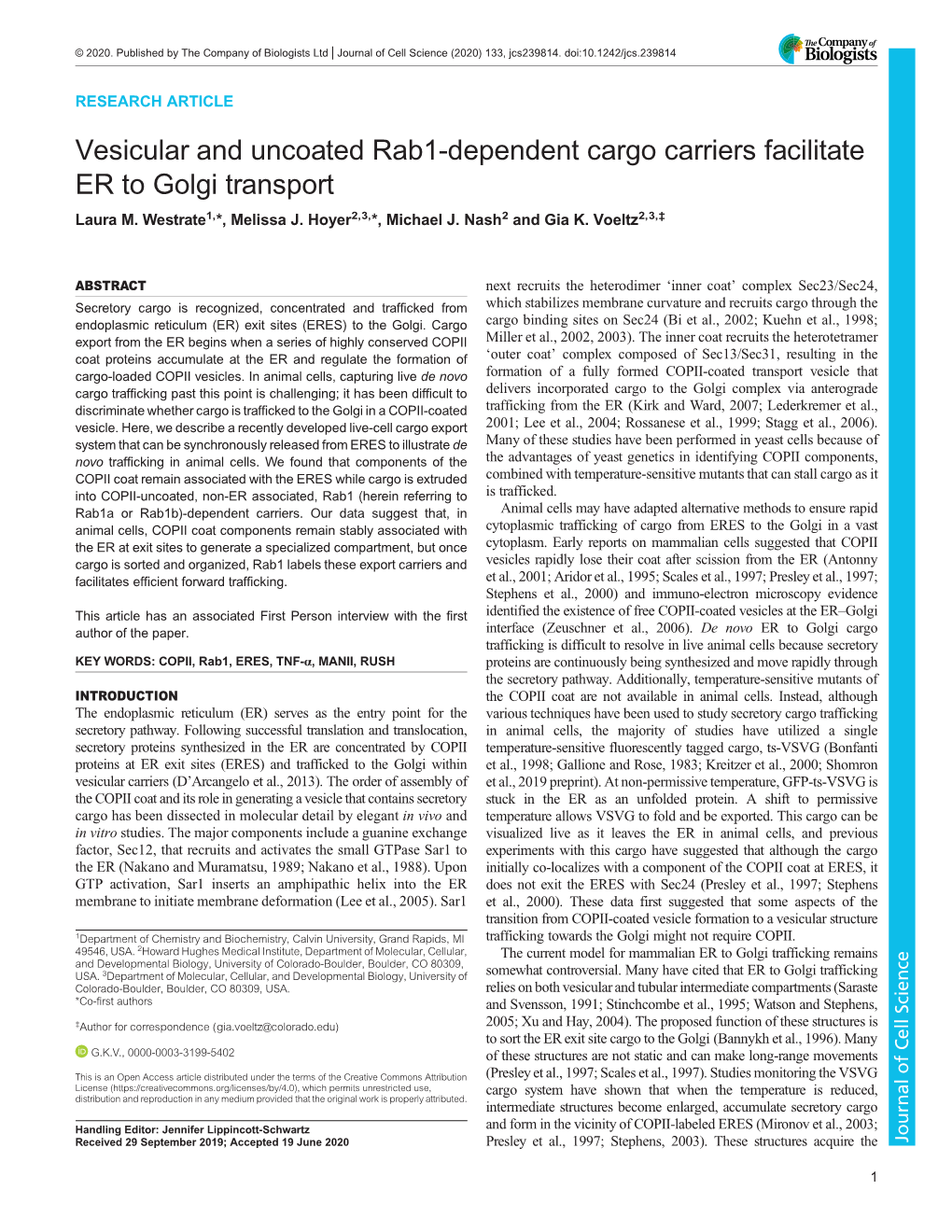 Vesicular and Uncoated Rab1-Dependent Cargo Carriers Facilitate ER to Golgi Transport Laura M