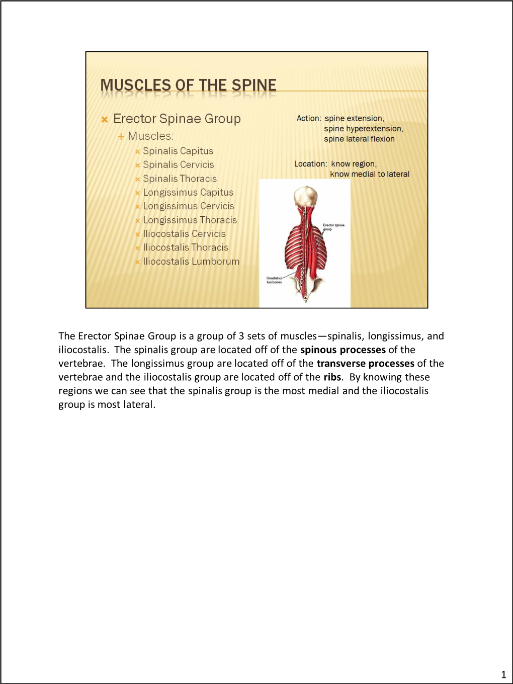 The Erector Spinae Group Is a Group of 3 Sets of Muscles—Spinalis, Longissimus, and Iliocostalis