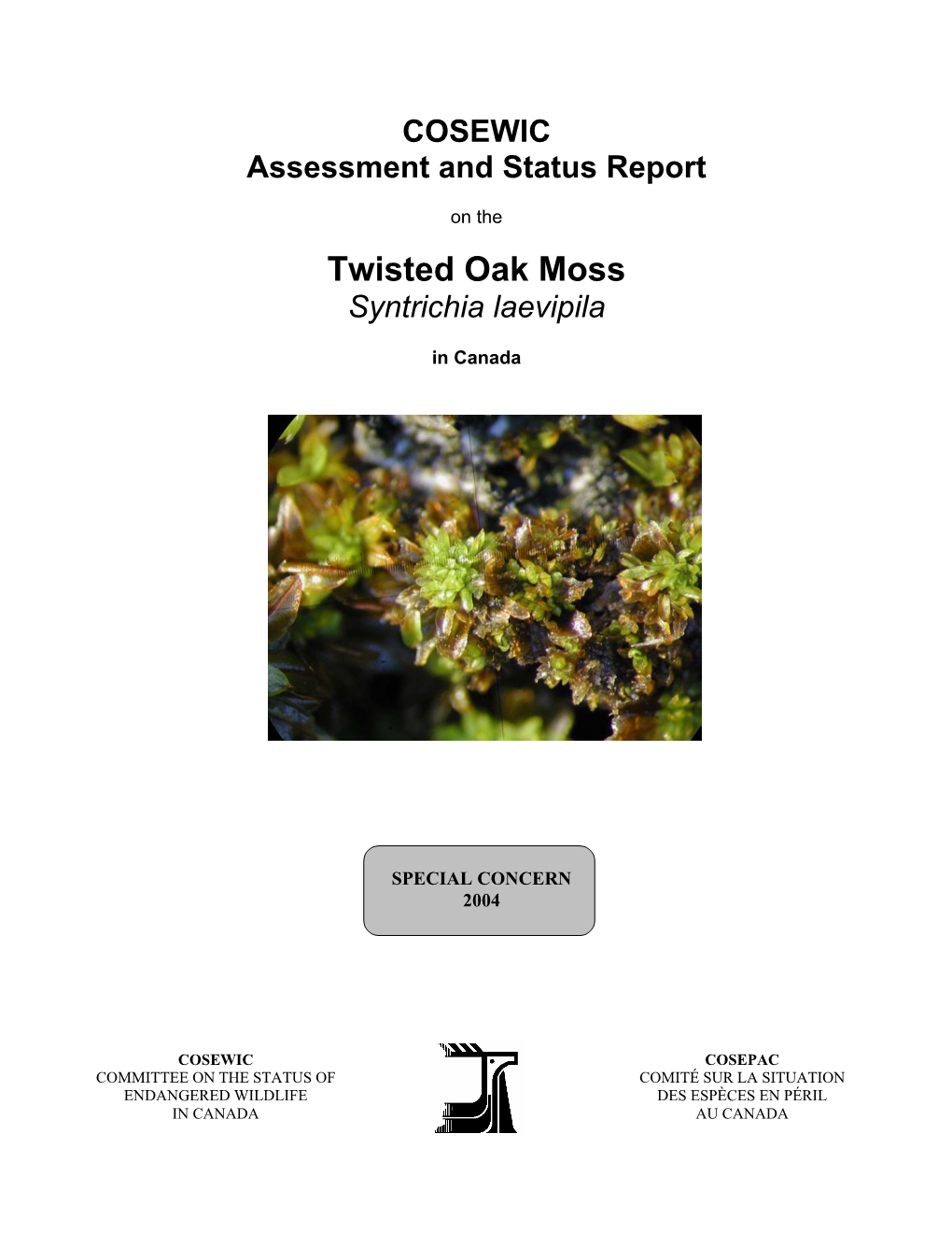 Twisted Oak Moss (Syntrichia Laevipila)