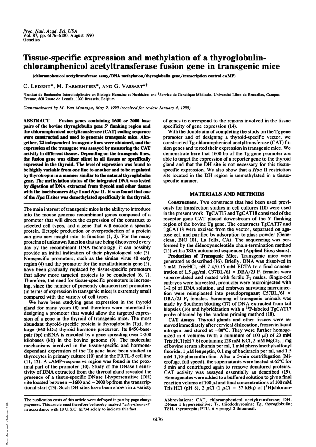 Chloramphenicol Acetyltransferase Fusion Gene in Transgenic Mice