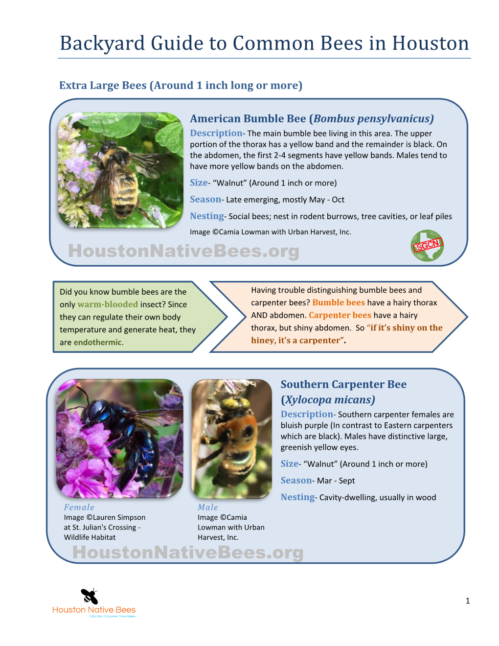 Backyard Guide to Common Bees in Houston