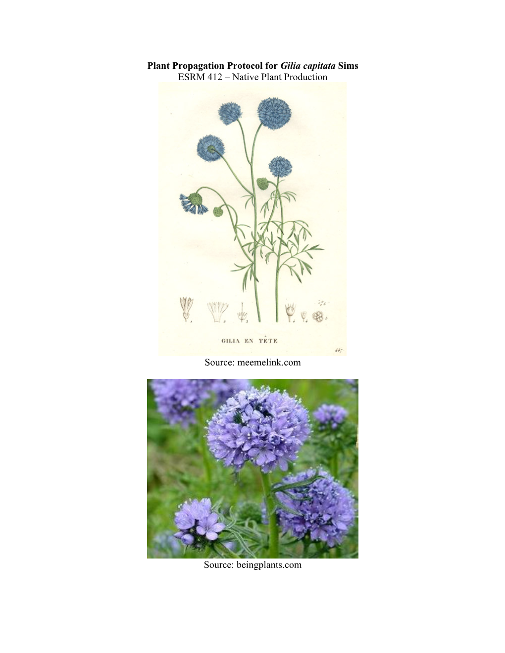 Plant Propagation Protocol for Gilia Capitata Sims ESRM 412 – Native Plant Production