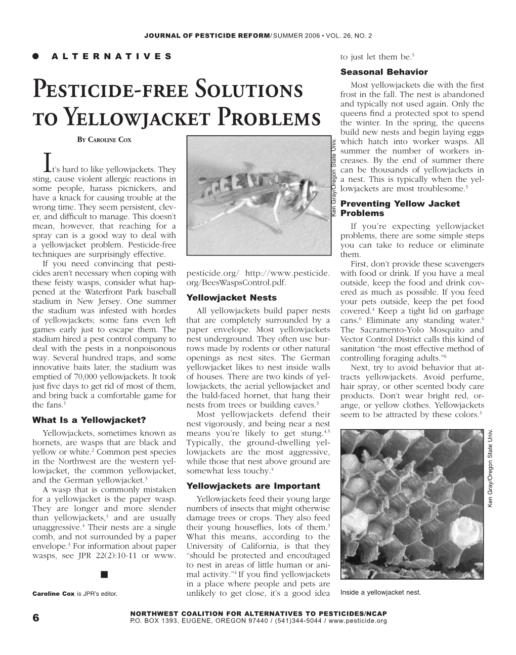 Pesticide-Free Solutions to Yellowjacket Problems