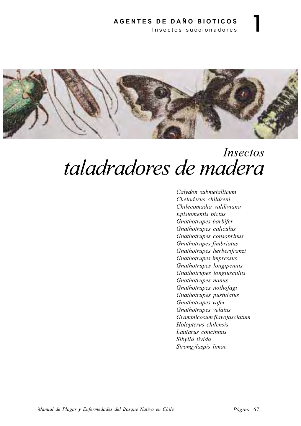 Insectos Taladradores De Madera