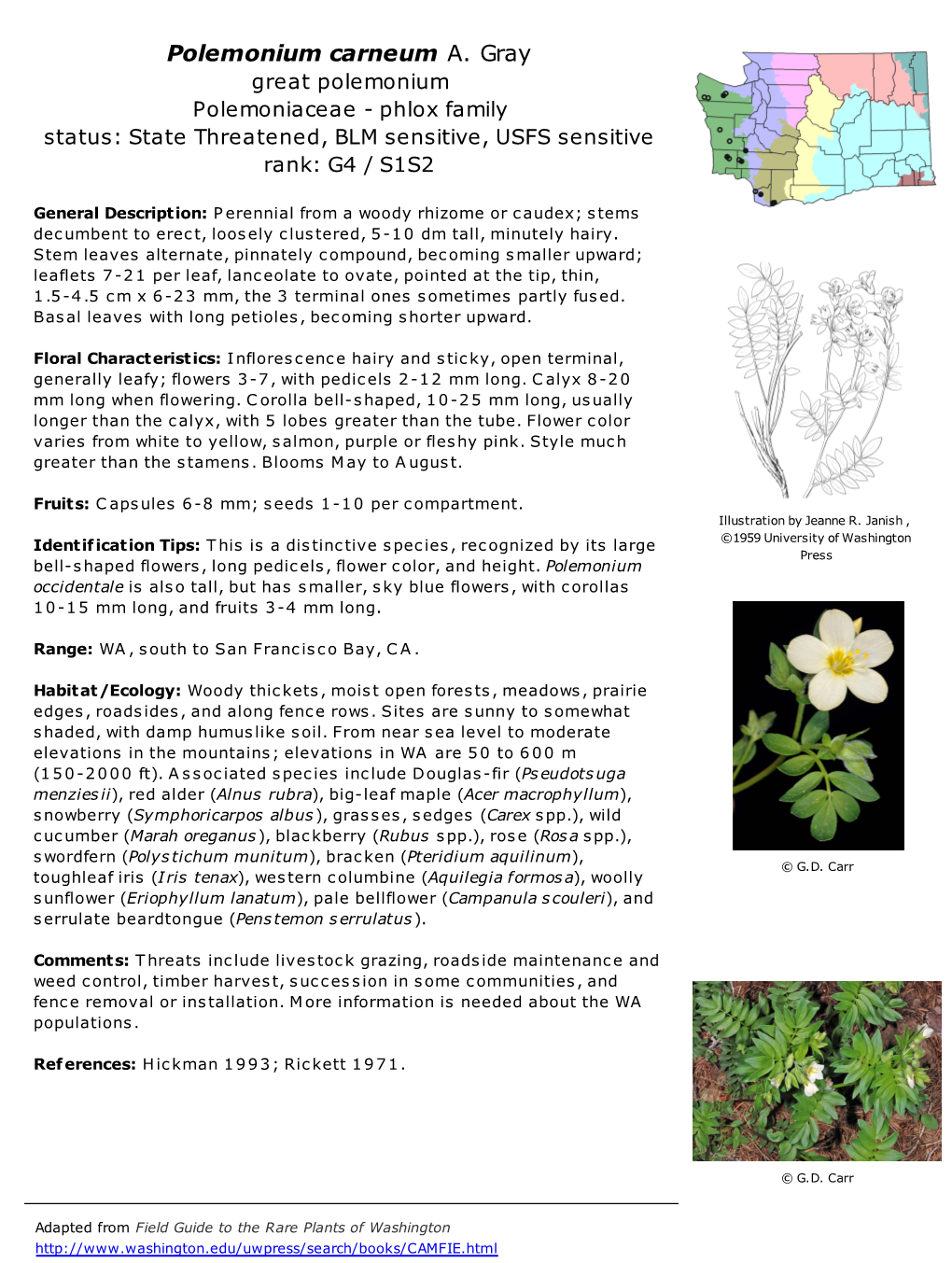 Polemonium Carneum A